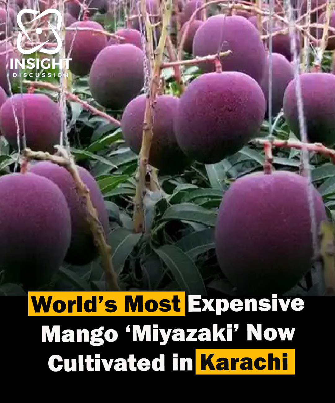 Miyazaki Mangoes Make Splendid Debut in Karachi, Signaling Shift in Pakistan's Mango Industry