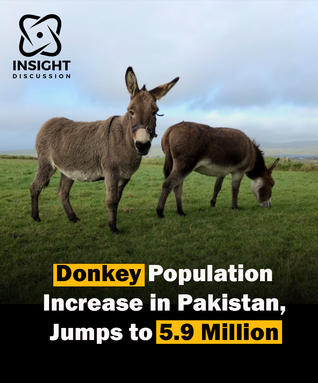 Pakistan’s Economic Survey 2023-24 Reveals Growth in Donkey and Livestock Populations