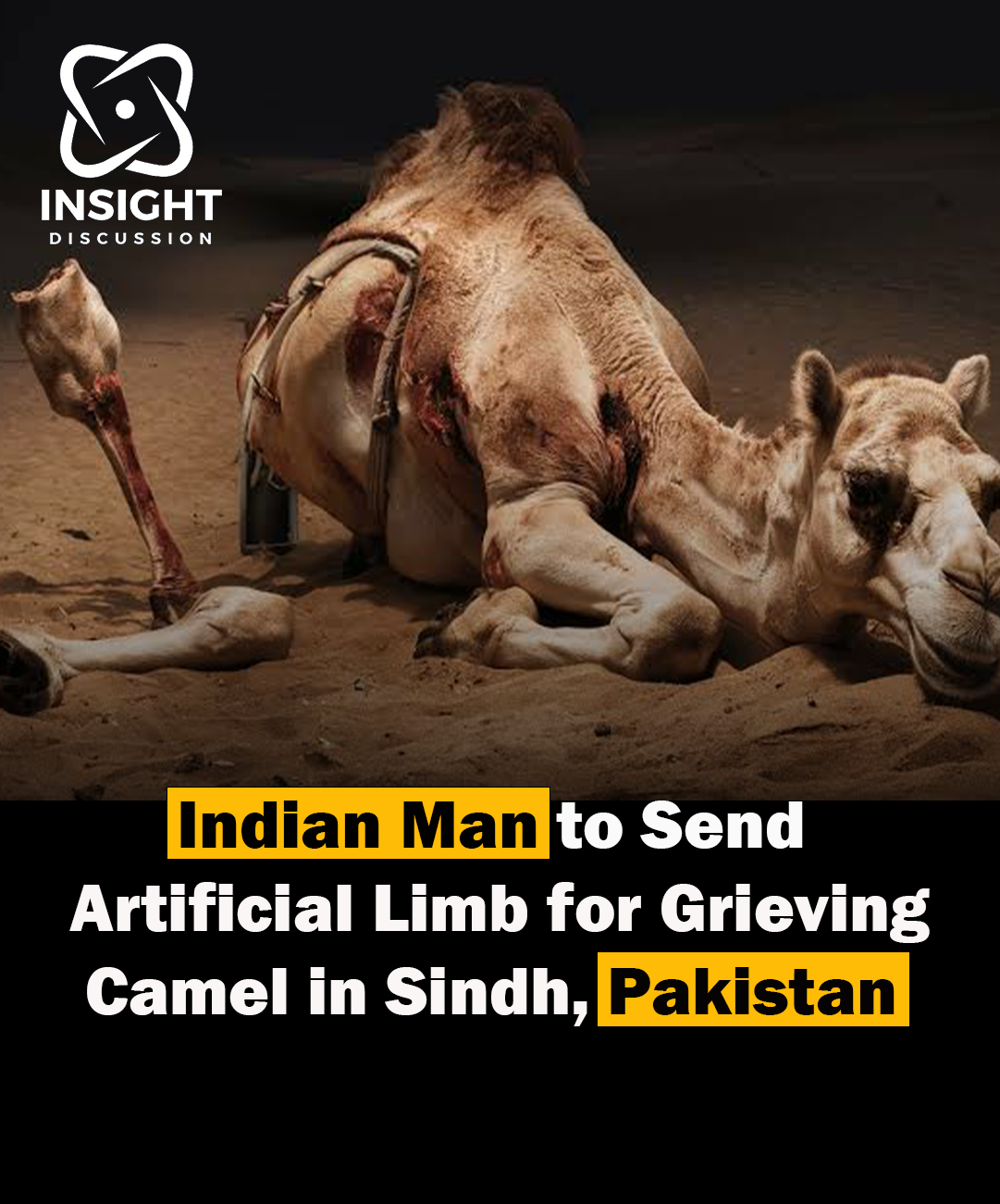 Cross-Border Compassion The Wire Pakistan’s Heartwarming Effort to Aid Injured Camel with Artificial Limb