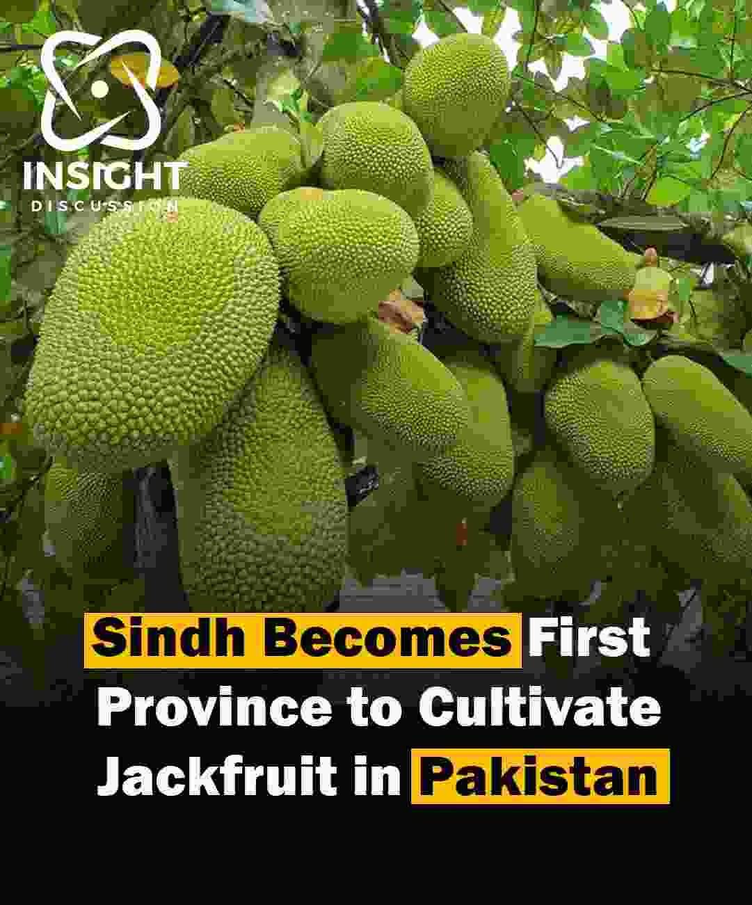 First-Ever Cultivation of Jackfruit in Sindh A New Era for Pakistan's Agriculture