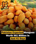 Pakistan's Mango Exports Surge in 2024 Amid Growing Global Demand